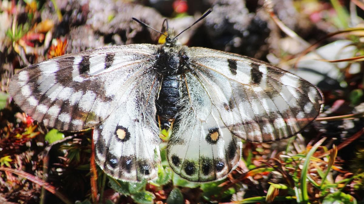 Dusted Apollo Butterfly of Himalayas​ Banner - The Best IAS Coaching in Delhi | SHRI RAM IAS Study Centre